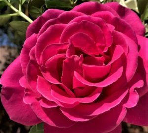 Las Vegas Landscaping