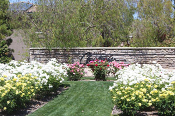 Las Vegas Landscaper