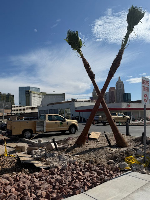 In-n-out palms landscaper